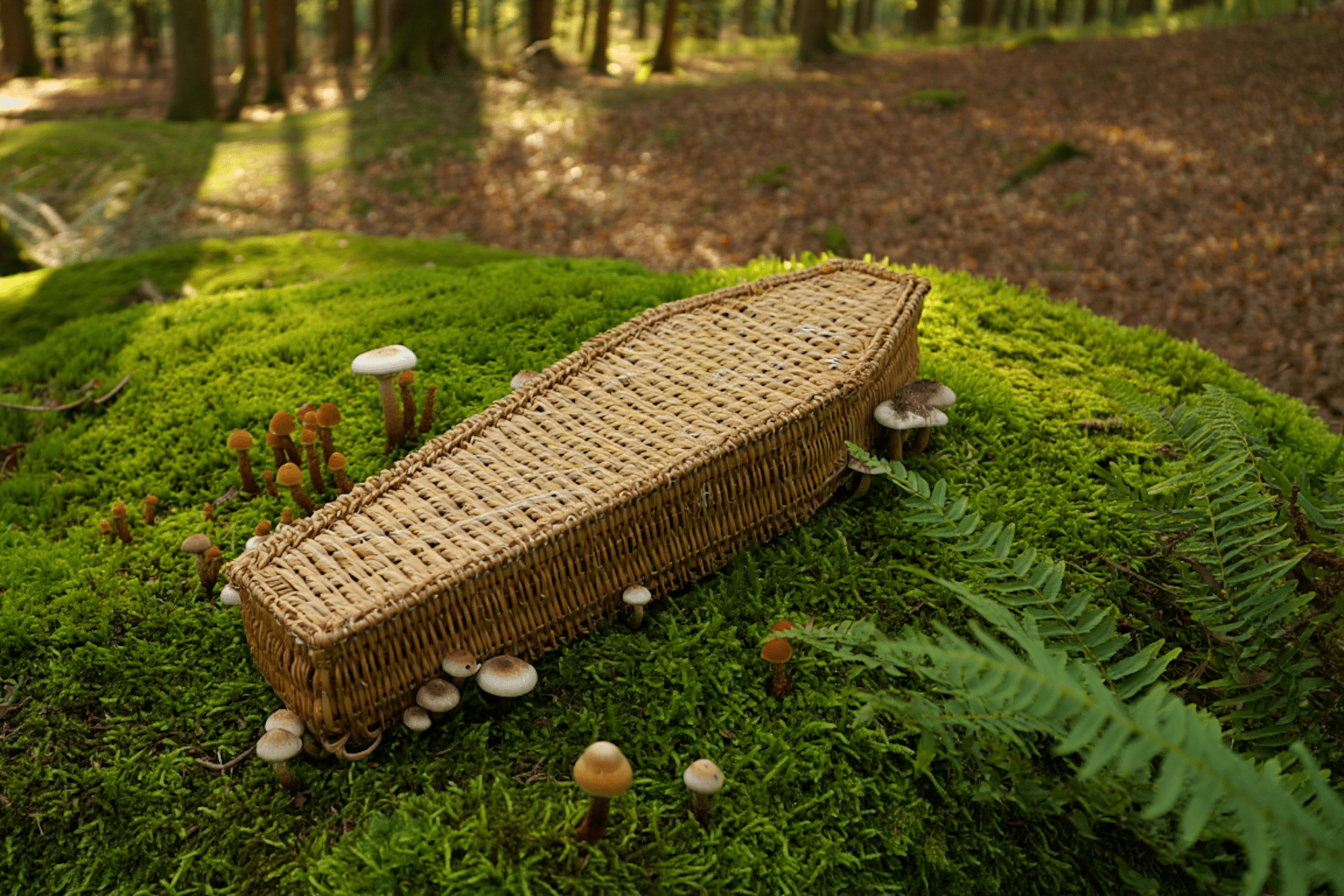 Cremation.Green | Funeral Home & Cremation Austin Are Mushroom Coffins, Burial Suits & Urns the Next Big Disposition Option in Texas?